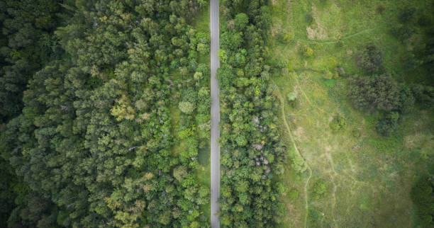 istock The road between forest and field top down aerial view 1336695540