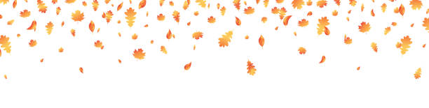 herbstblatt langes banner. herbst ahorn hintergrund. oktober laubrahmen. eichendekor september poster. orangenpflanze fliegt. thanksgiving-karte. einladung zur ernteparty. vektor-illustration - autumn backgrounds leaf thanksgiving stock-grafiken, -clipart, -cartoons und -symbole