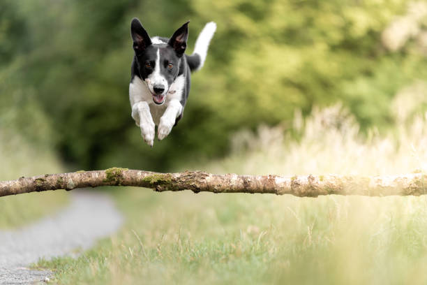 chien collie sautant - sheepdog photos et images de collection