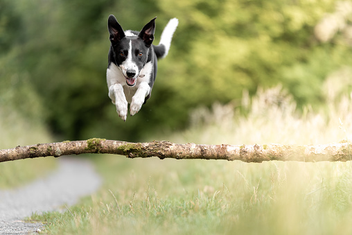 Collie dog jumping over tree branch in woods