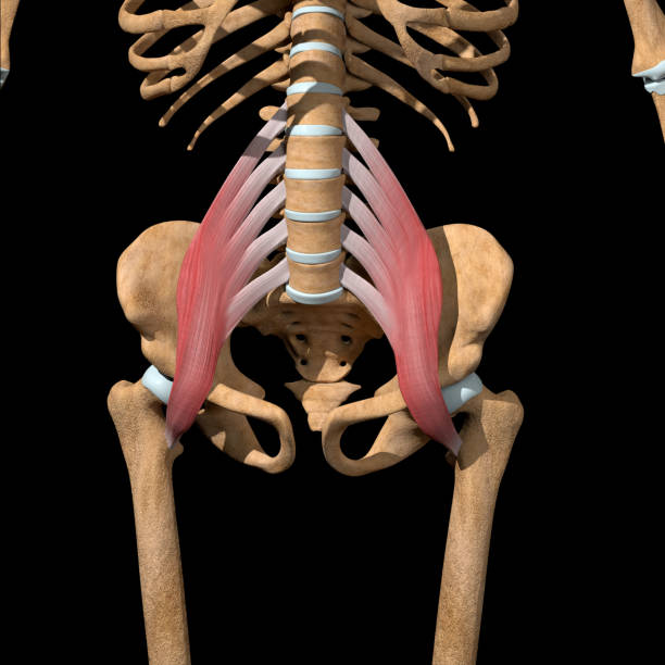 3d Illustration of the Psoas Major Muscles on Skeleton stock photo