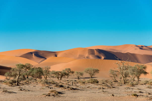 istock Namib-Naukluft National Park 1336696743