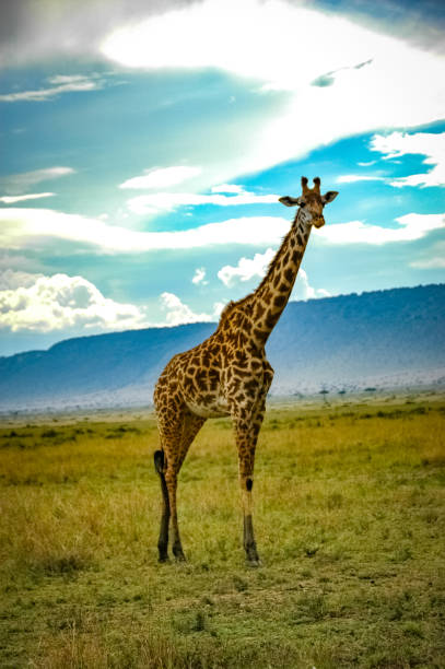 istock Giraffe roaming in Kenya Africa 1336697918
