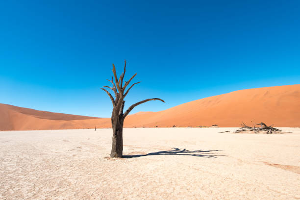 istock Namib-Naukluft National Park 1336699419