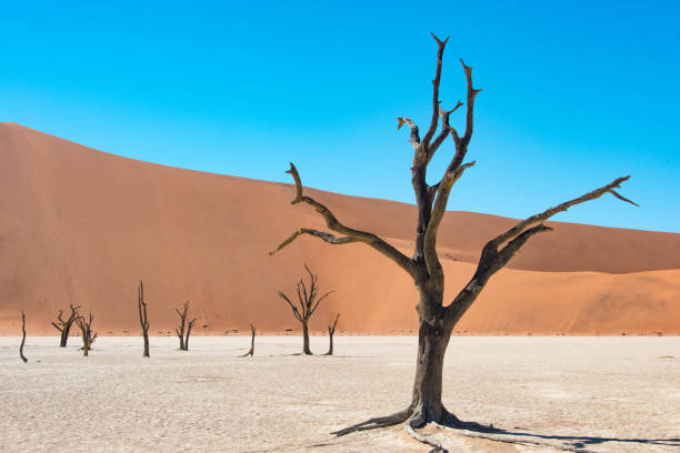 istock Namib-Naukluft National Park 1336699627