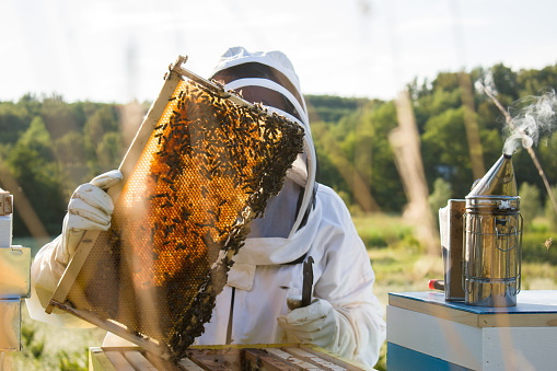 Beekeeper in white protective suit holding bee frame or honeycomb