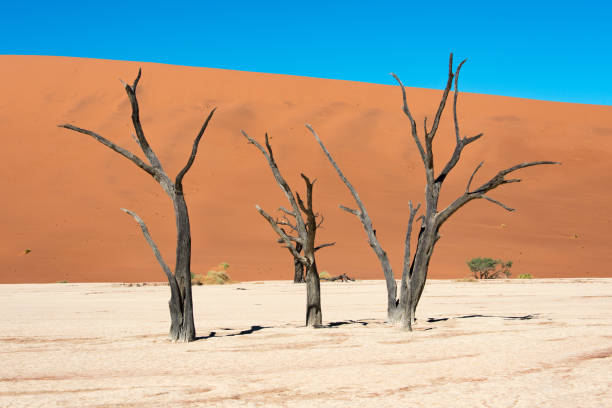 istock Namib-Naukluft National Park 1336699682
