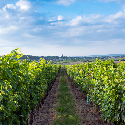 green landscape near saumur in Parc naturel rÃ©gional Loire-Anjou-Touraine with vineyards under blue summer sky