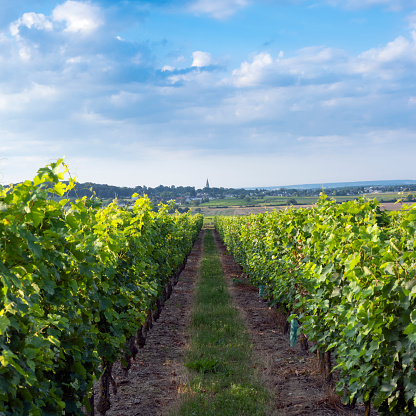 Hiking through the vineyards of southern Styria.