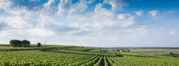 Photo of landscape near saumur in Parc naturel rÃ©gional Loire-Anjou-Touraine with vineyards