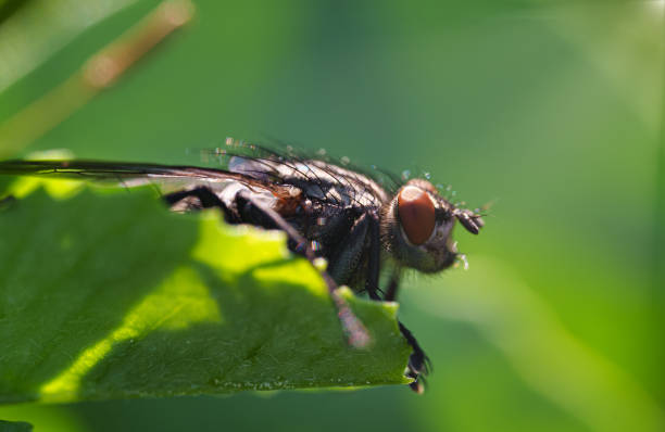 Macro shot of Flesh fly on the leaf. Sarcophagidae. Macro shot of Flesh fly on the leaf. Sarcophagidae. flesh fly photos stock pictures, royalty-free photos & images