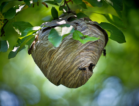 A live wasp nest hanging from a tree branch.