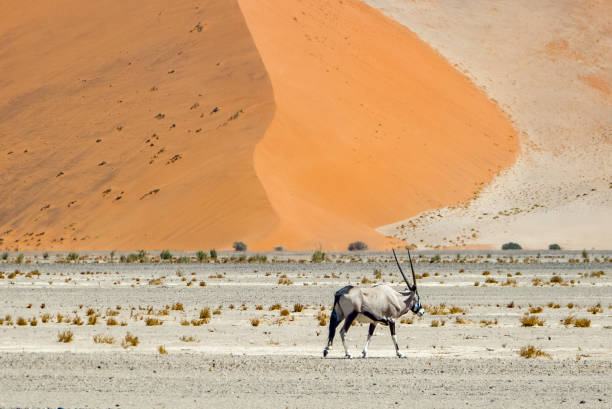 istock Namib-Naukluft National Park 1336701547