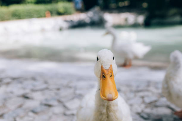 Close up shot of a white bird standing next to a pond