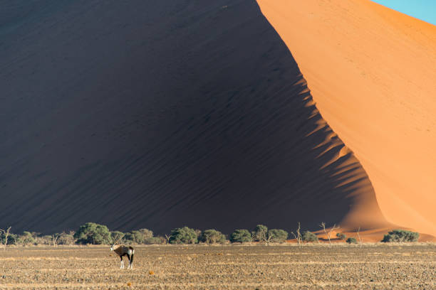 istock Namib-Naukluft National Park 1336701575