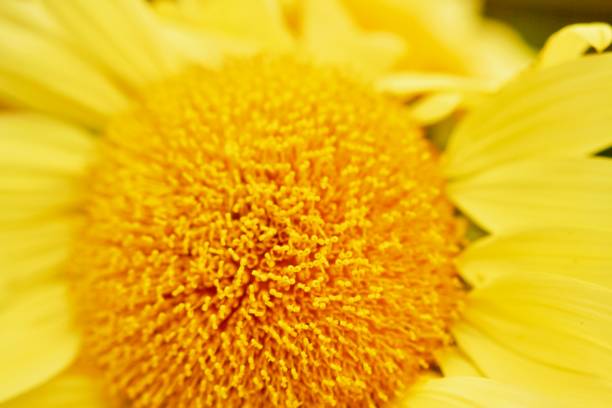 tournesol - screen saver puzzle painted image light photos et images de collection