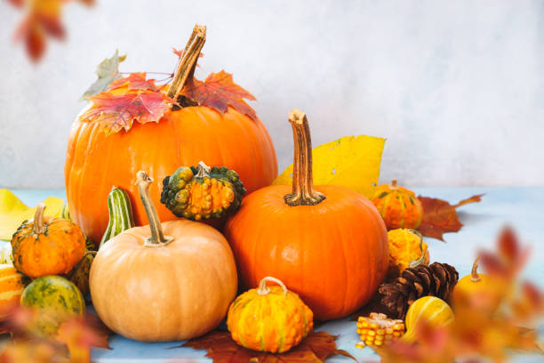 istock Pumpkins And Squashes. Various types and sizes pumpkins in autumn composition. Can be used for Halloween, fall harvest or Thanksgiving concepts. Selective focus 1336701600