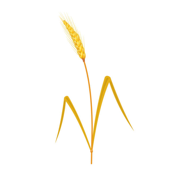 колос пшеницы. пшеница - плёнка stock illustrations