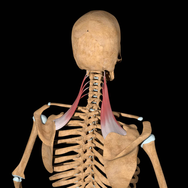 ilustración 3d de los músculos de las escápulos del levator en el esqueleto - escapula fotografías e imágenes de stock