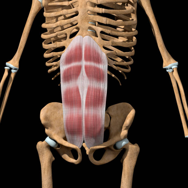 istock 3d Illustration of the Rectus Abdominis Muscles on Skeleton 1336701891