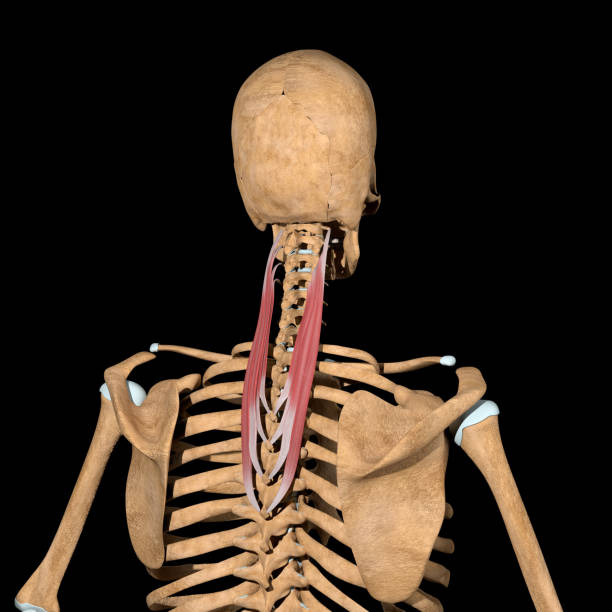 3d illustration des muscles de splenius cervicis sur squelette - cervicis photos et images de collection
