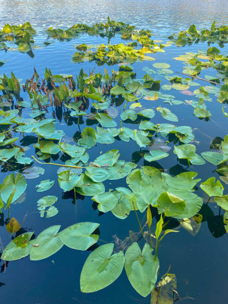 istock Lake and greenery in Florida 1336702610