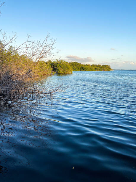 istock Lake and greenery in Florida 1336702674