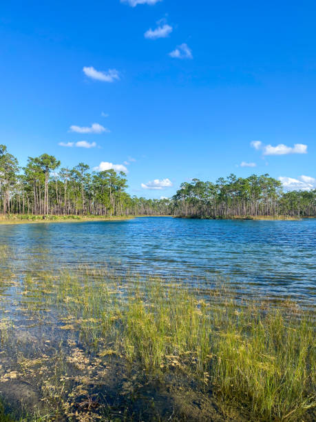 istock Lake and greenery in Florida 1336702676