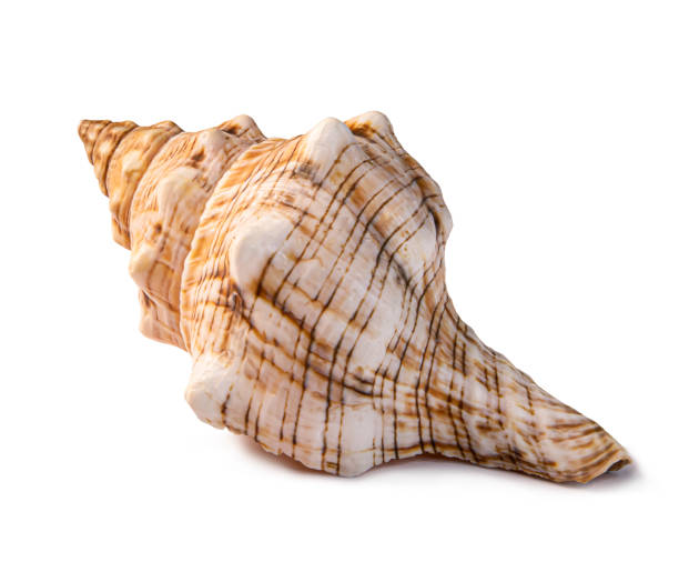 Spotted reddish ocean shell studio photo isolated. Spotted reddish ocean shell studio photo isolated. Shiny seashell macro image. helix photos stock pictures, royalty-free photos & images