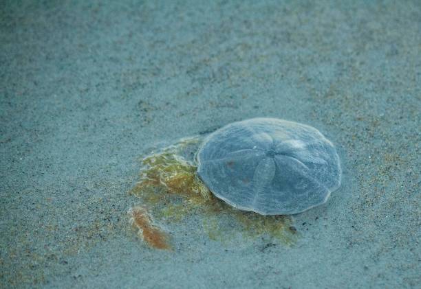 istock Sand dollar on the beach with seaweed 1336703264