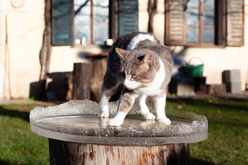 Adult cat on an icy plate not sure of its stability