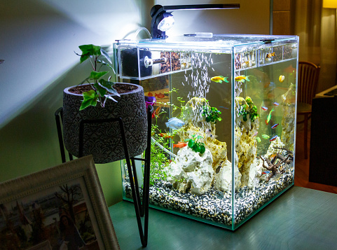 Nano Aquarium in the interior. Small aquarium on the chest of drawers