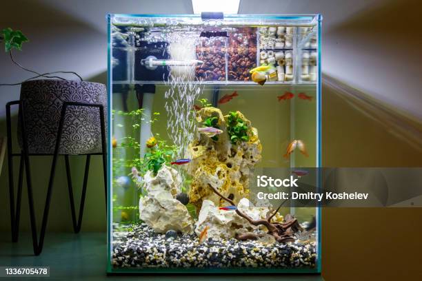 Nano Aquarium Stock Photo - Download Image Now - Fish Tank, Aquarium, No People