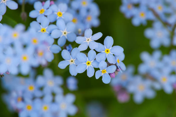 istock Blue forget me not flowers over green 1336706483