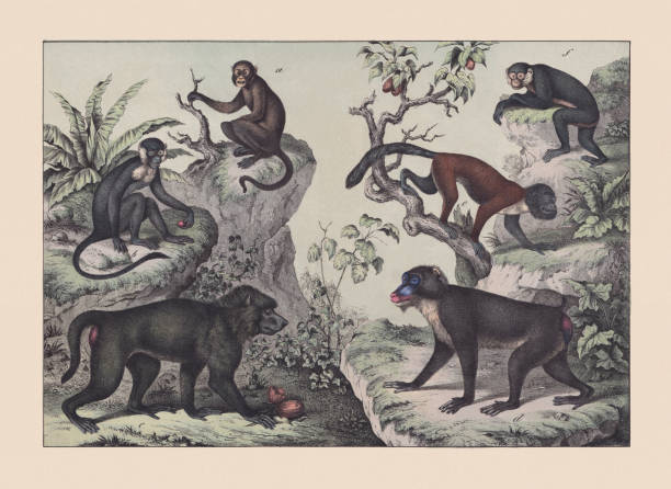 illustrazioni stock, clip art, cartoni animati e icone di tendenza di primati, cromolitografia colorata a mano, pubblicata nel 1869 - bertuccia di gibilterra