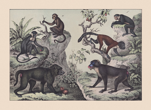 Primates: a) Tufted capuchin (Sapajus apella); b) Green monkey (Chlorocebus sabaeus); c) Yellow baboon (Papio cynocephalus); d) Mandrill (Mandrillus sphinx); e) Black howler (Alouatta caraya); f) Barbary macaque (Macaca sylvanus). Hand colored chromolithograph, published in 1869.
