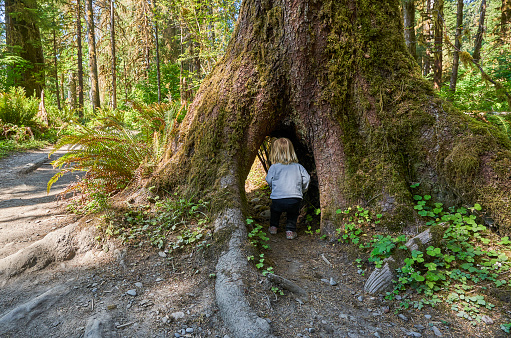 Toddler girl exploring Unique Scenery of the Hoh Rainforest in the Beautiful Olympic National Park in Western Washington State USA.