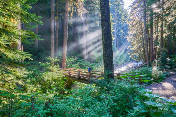 padre e figlia piccola sol duc falls nello scenario unico della valle del fiume sol duc nel bellissimo parco nazionale olimpico nello stato occidentale di washington negli stati uniti. - olympic peninsula foto e immagini stock