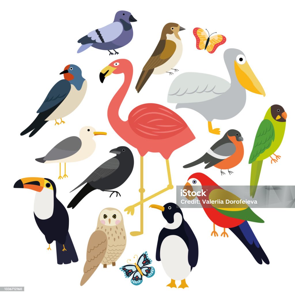Vector Set Of Different Birds Isolated On White Background Birds ...