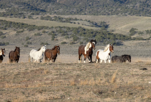 istock Wild Horses in Spring in the Utah Desert 1336712337