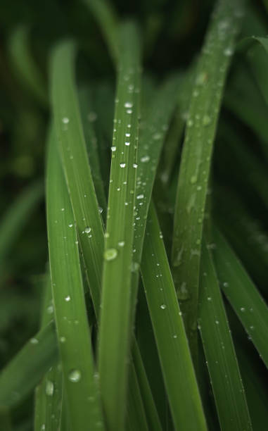 istock Water drops on plants leaves after rain early morning with copy space 1336713179