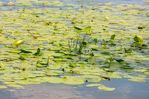 Thickets of yellow water lilies near the river bank in a summer landscape on a sunny day.