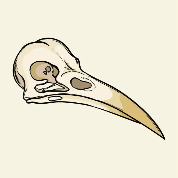 Vector illustration of Bird skull, magical attribute. Hand drawn vector illustration isolated on background.