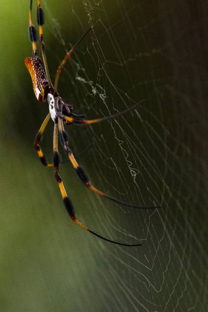 istock Golden Silk Orb Weaver Spider 1336716128