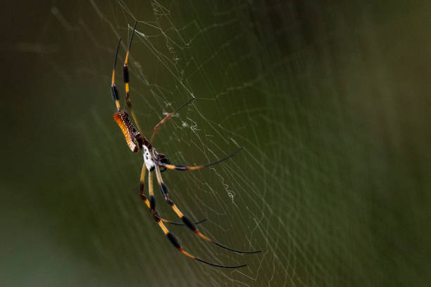 istock Golden Silk Orb Weaver Spider 1336716143