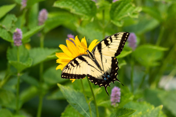 istock Eastern Tiger swallow butterfly on Hyssop 1336717337