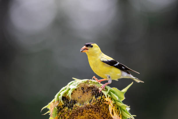 Eastern Goldfinch male on sunflower with dark dramatic bokeh background stock photo