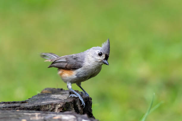 istock Tufted Titmouse standing on edge of log 1336717443