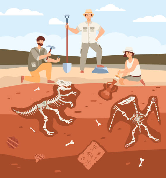 ilustrações, clipart, desenhos animados e ícones de cientistas arqueólogos trabalhando em escavações de arqueologia e paleontologia. - paleontologista