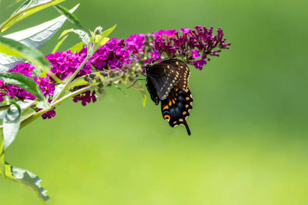 istock Black swallowtail on butterfly bush soft green background copy space 1336717544